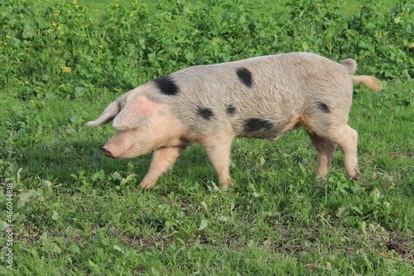 Obraz Elevage de porcs en plain air