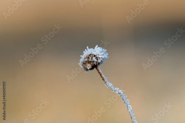 Obraz Single, lonely, frozen flower in a large meadow, angular garlic, Allium angulosum, flower with ice crystals on a frosty morning, frost in the meadow