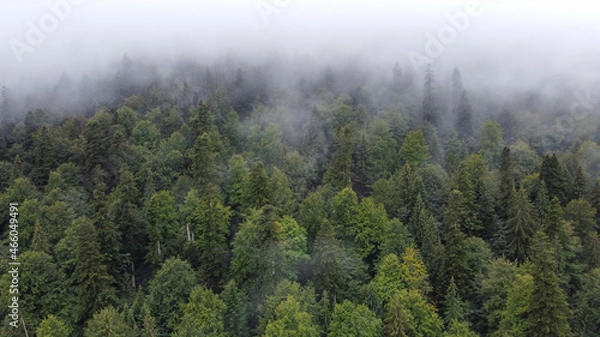 Obraz Forest Foggy View