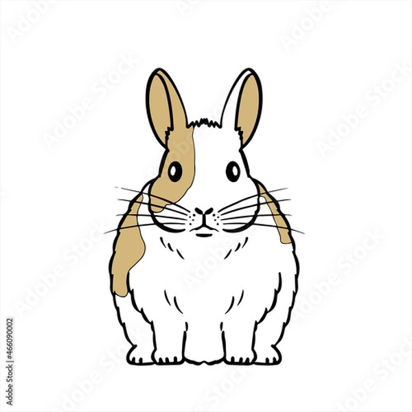 Fototapeta Mini Rabbit　ミニウサギ