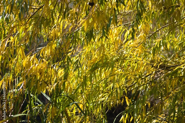 Fototapeta Autumnal golden black willow leaves closeup view with selective focus on foreground