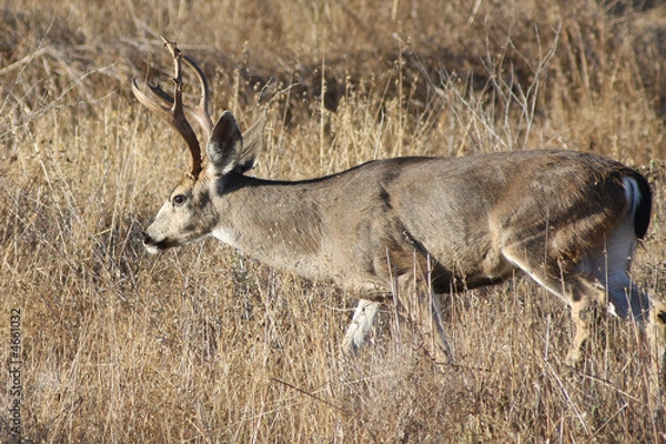 Obraz Blacktail Deer