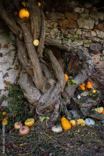 Fototapeta Courges décoration