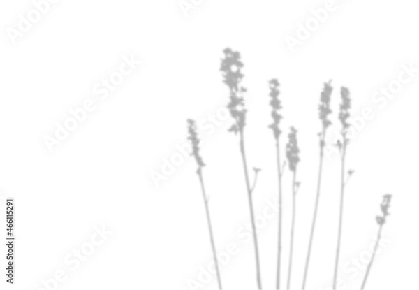 Fototapeta Field Herbs Blurred Shadow. Flowers on long stems. Natural soft effect. Realistic Botanical silhouette with empty space.
