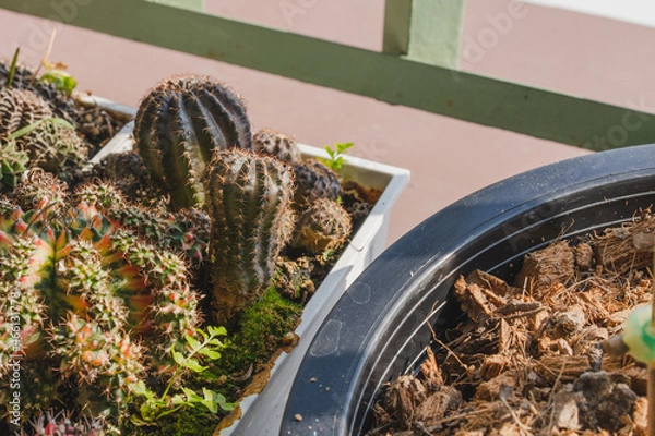 Obraz Different types of cactus in pot for gardening.