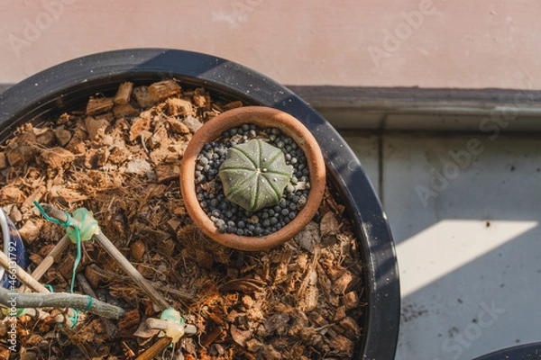 Obraz Astrophytum cactus is in ceramic pot in evening.