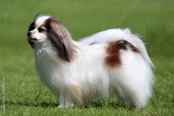 Obraz Drop eared Phalene