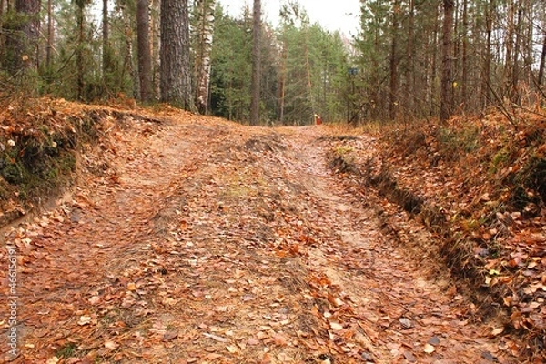 Obraz forest road
