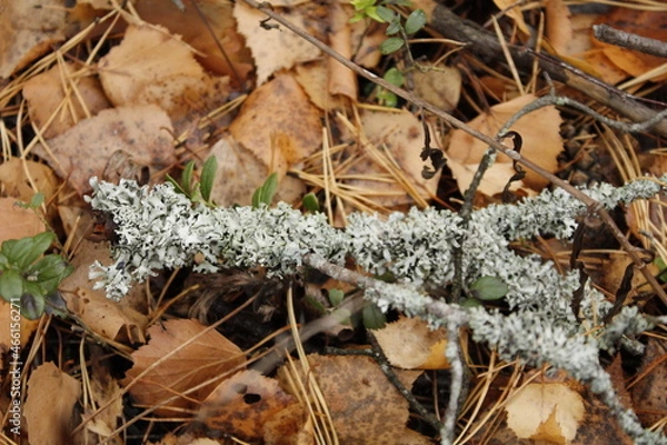 Obraz 
moss on a fallen branch