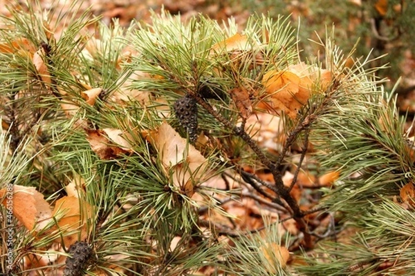 Obraz leaves and needles