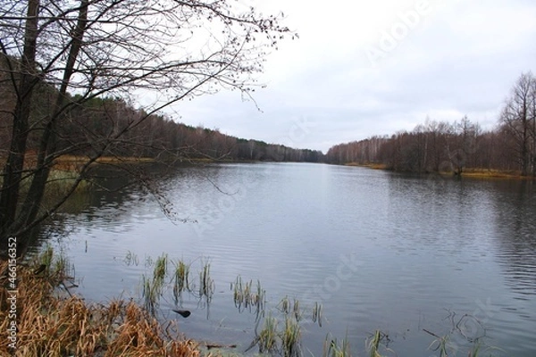 Obraz lake and forest