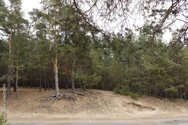 Obraz sand and pine trees