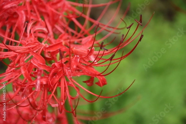 Fototapeta 雨のしずくが付くヒガンバナ
