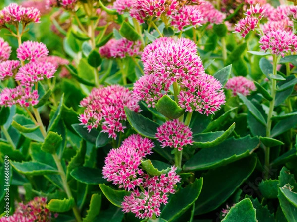 Obraz flowers of sedum close-up in an ornamental garden