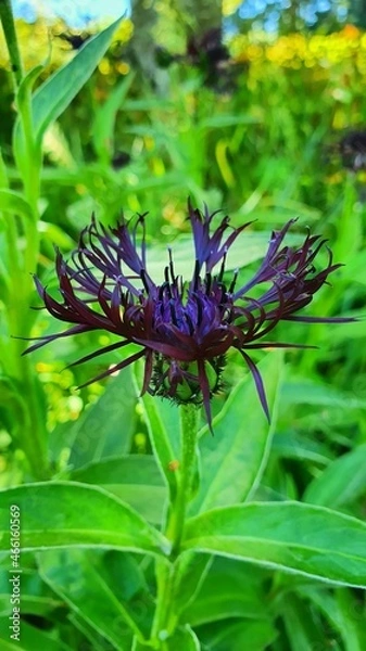Fototapeta Centaurea