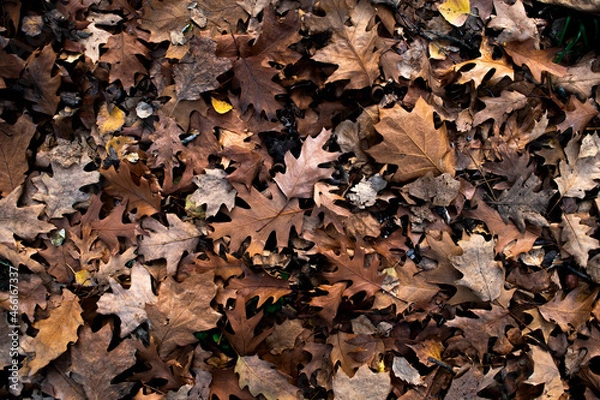Fototapeta autumn leaves background