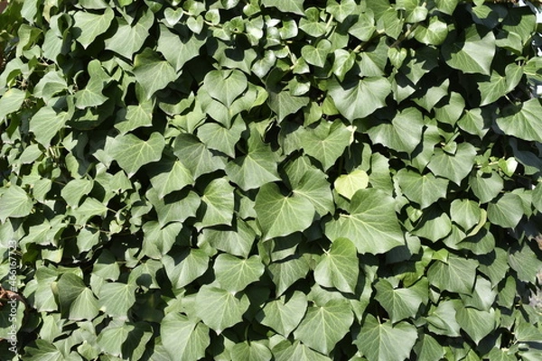 Obraz green leaves background