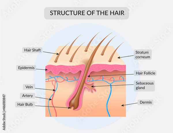 Obraz Structure of the hair