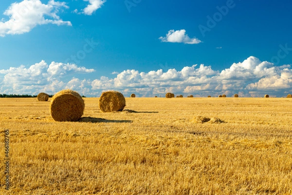 Obraz A haystack left in a field after harvesting grain crops. Harvesting straw for animal feed. End of the harvest season. Round bales of hay are scattered across the farmer's field.