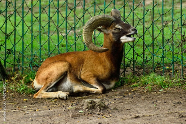 Fototapeta a laughing goat lies on the grass with its head up with its horns up