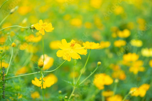 Obraz Sulfur Cosmos or Yellow Cosmos flower blooming in the field. Plant with colorful petals and green leaves on natural blurred background, selective soft focus