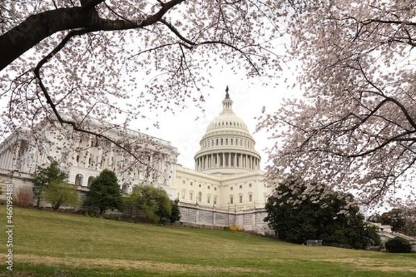 Obraz U.S. capitol building with cherry blossoms 