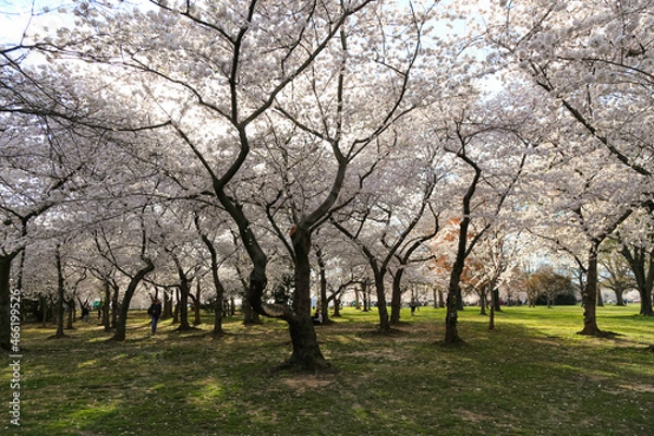 Obraz Cherry blossoms in D.C.