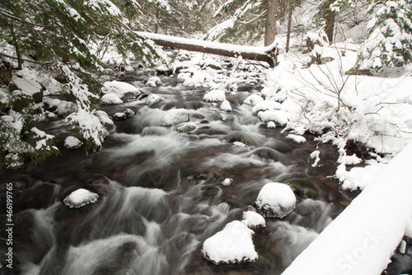 Obraz winter in the forest