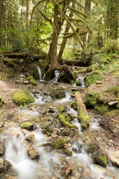 Obraz stream in the forest