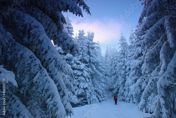 Obraz Ćwilin Limanowa