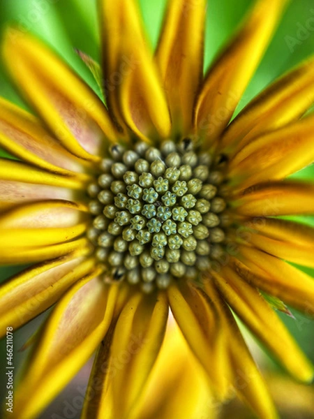 Obraz sunflower close up