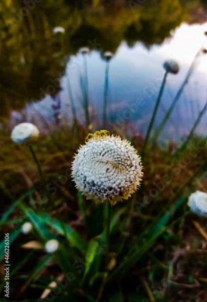 Obraz dandelion in the grass