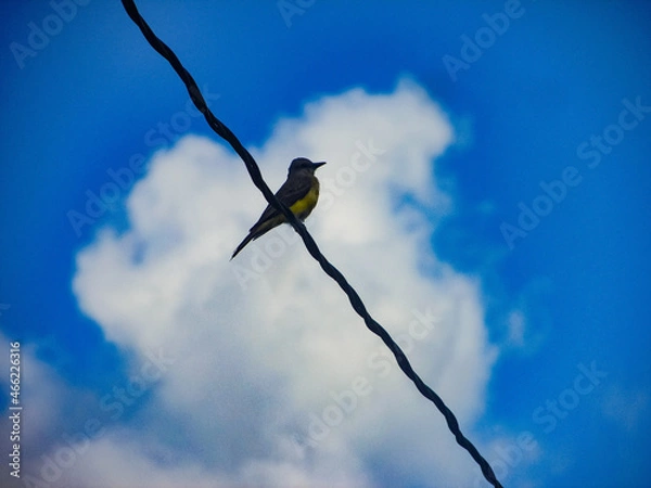 Obraz bird on a branch