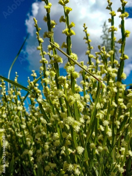 Obraz blossoming tree
