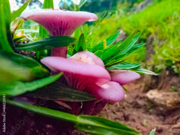Obraz mushroom in the forest