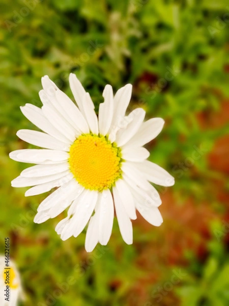 Obraz white daisy flower