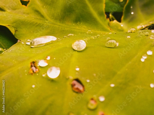 Obraz water drops on leaf
