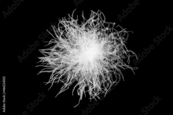Fototapeta close up of a white down feather on black background.