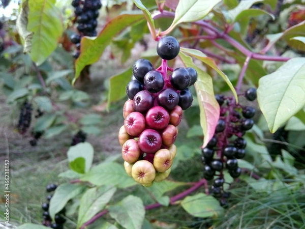 Fototapeta American pokeweed (Phytolacca americana) berries are food for songbirds, but toxic to humans