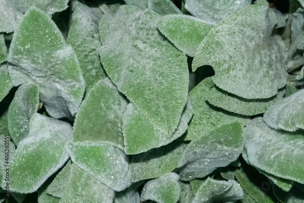 Obraz Close up soft hairy Stachys byzantina leaves with dew drops
