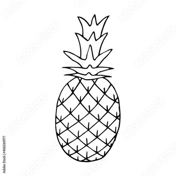 Fototapeta Pineapple vector illustration, hand drawing doodle