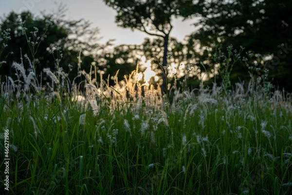 Obraz 夕暮れのススキ