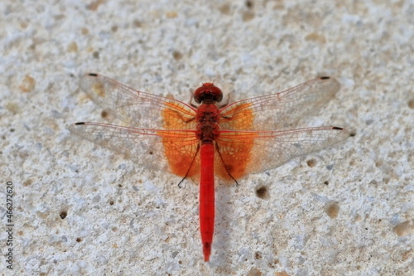 Fototapeta Dragonfly of the species irby's dropwing, orange-winged dropwing, or scarlet rock glider (Trithemis kirbyi), perched on a white stone.