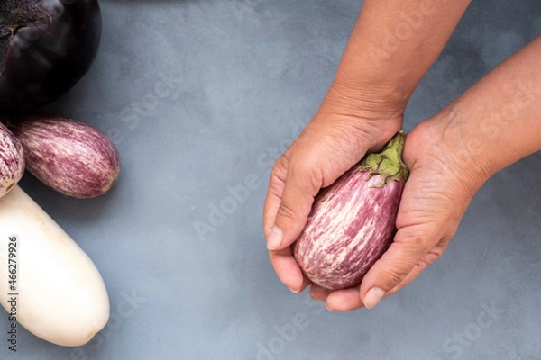 Obraz five oval eggplant white and violet in a woman's hand. Mock up for concept a variety of healthy food