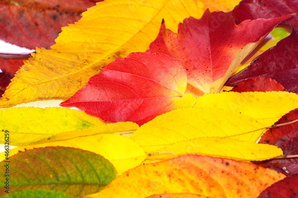 Fototapeta background of bright multicolored autumn leaves close up