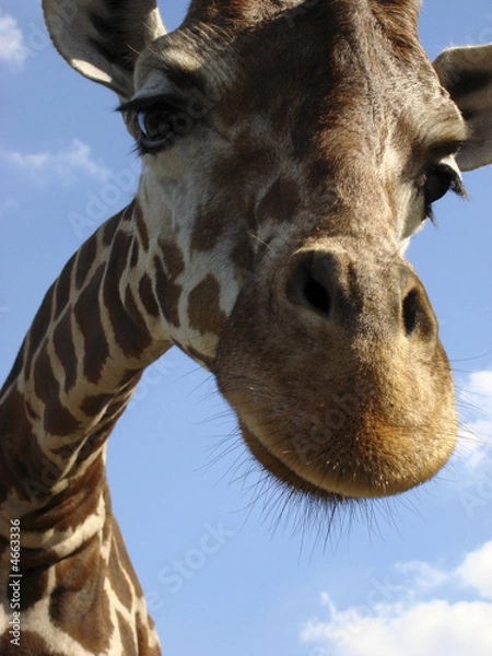 Fototapeta Giraffe