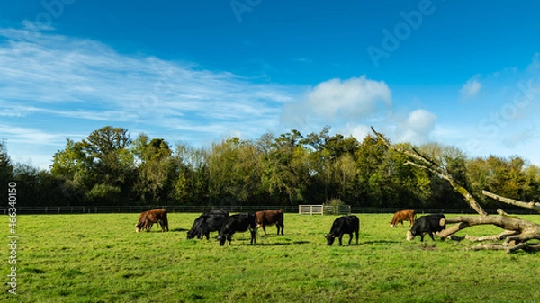 Obraz Green pastures