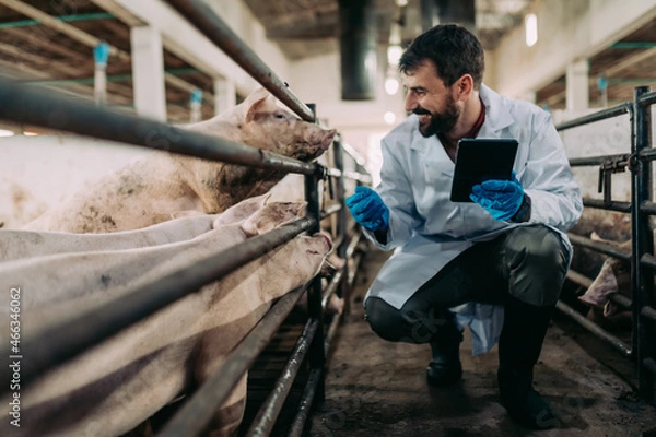 Obraz Experienced veterinarian working and checking animals health condition on huge pig farm.
