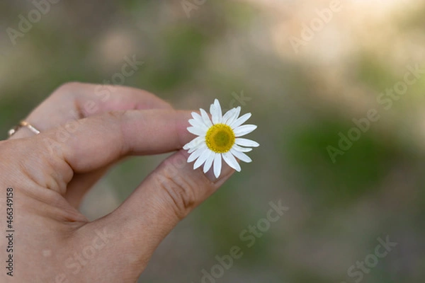 Fototapeta daisy in hand