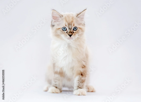 Fototapeta Ragdoll kitten isolated on white background